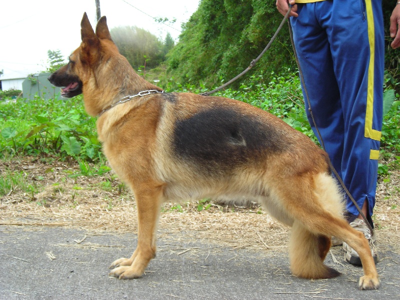 Sircé De marka