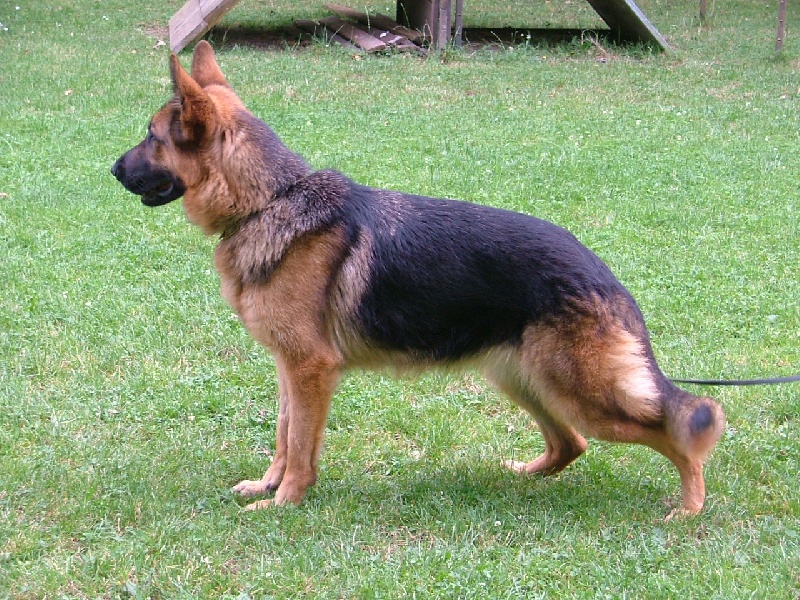 Volphia De marka