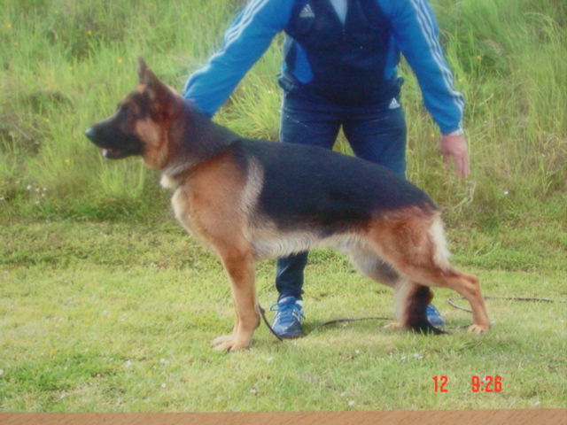 Bravos De marka