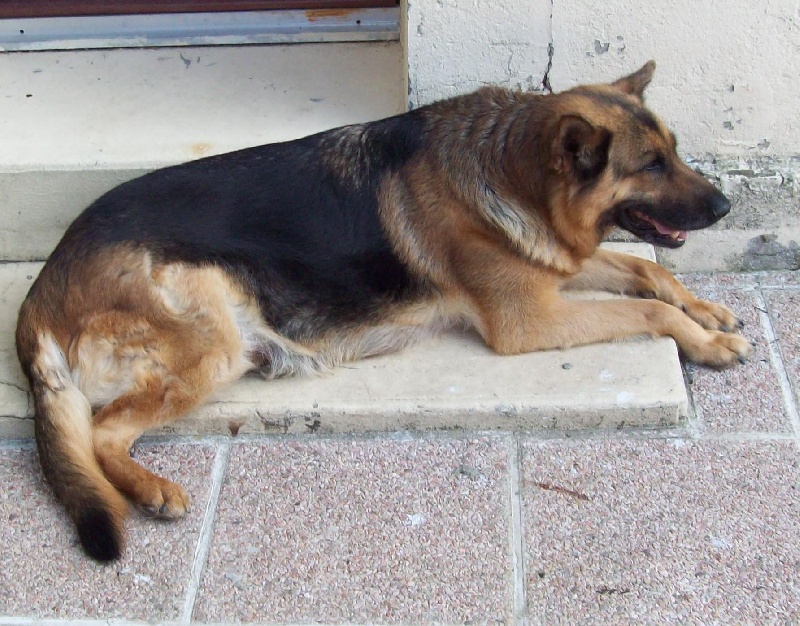 Themis De marka
