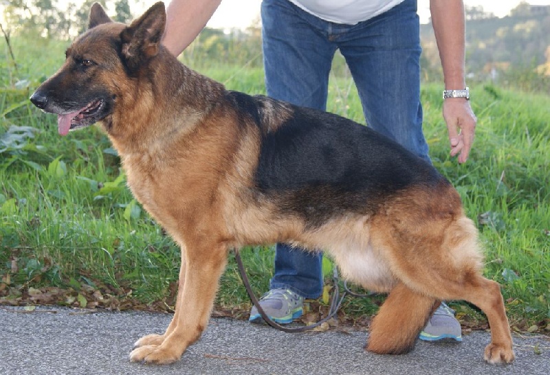 Diana De marka