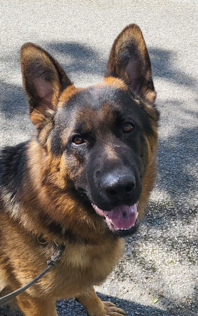 Tyson De marka